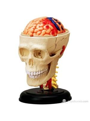 Trıo 4d Beyin Sinirsel Sistem ve Kafatası Yo.201-26053