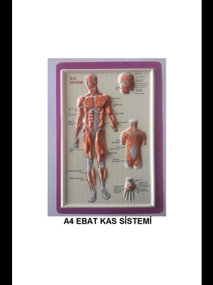 Puti A4 Kabartma Anatomi Levhası Kas Sistemi