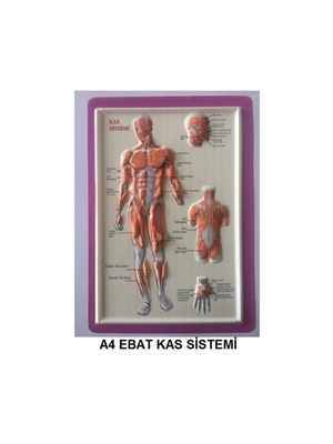 Puti A4 Kabartma Anatomi Levhası Kas Sistemi